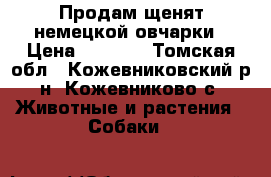 Продам щенят немецкой овчарки › Цена ­ 3 000 - Томская обл., Кожевниковский р-н, Кожевниково с. Животные и растения » Собаки   